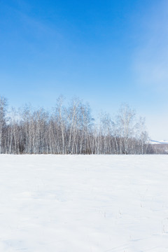 蓝天白云冬季雪原森林