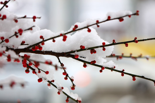 大雪