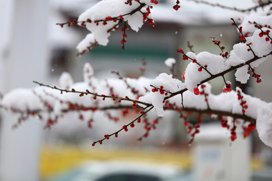 大雪