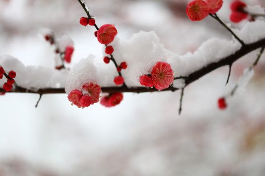 大雪