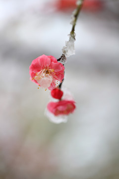 雪梅