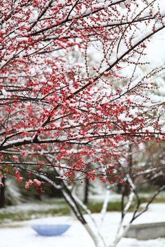 雪梅