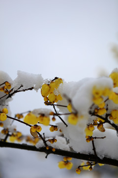 雪梅