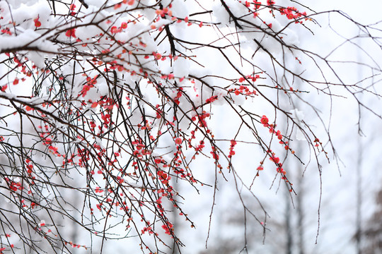 雪梅