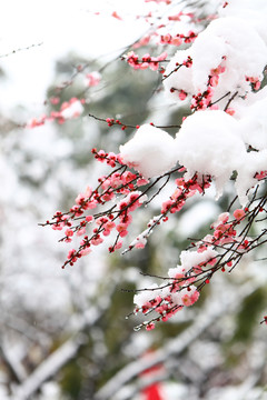 雪梅