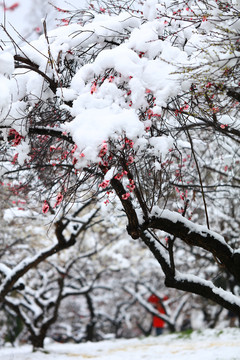 雪梅