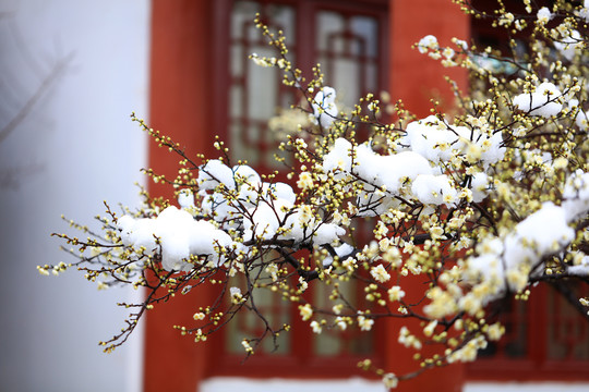 雪景