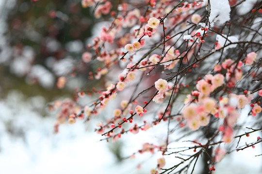 雪梅