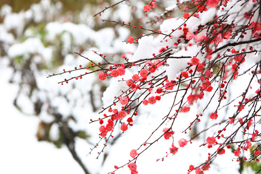 大雪