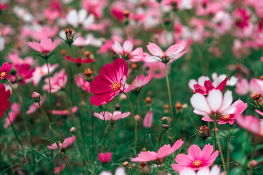 花卉素材图秋英菊格桑花