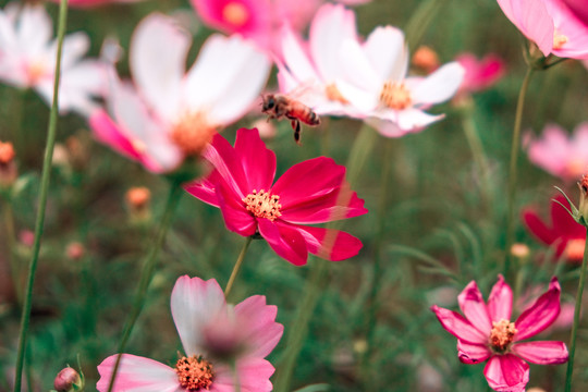 花卉素材图秋英菊格桑花