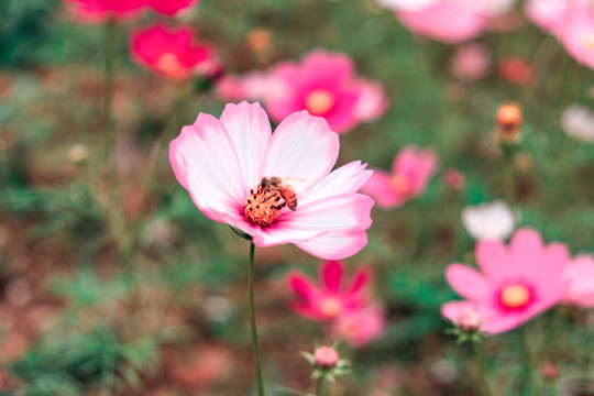 花卉素材图秋英菊格桑花