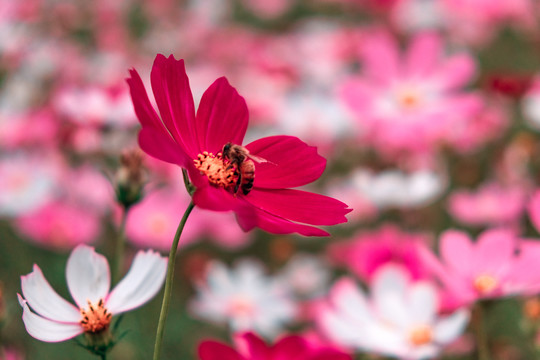 花卉素材图秋英菊格桑花