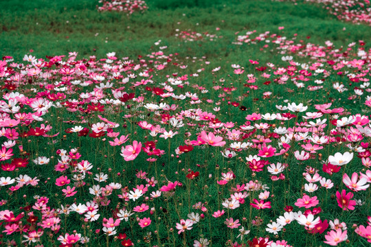 花卉素材图秋英菊格桑花