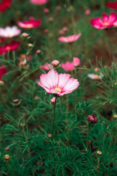 花卉摄影素材图秋英菊格桑花