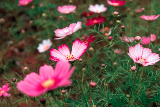 花卉素材图秋英菊格桑花