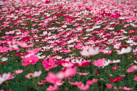 花卉素材图秋英菊格桑花