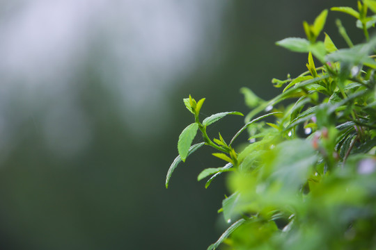 小草雨露