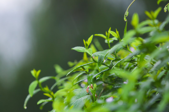 小草雨露