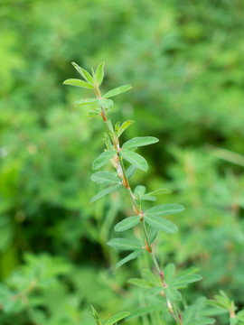 豆科植物鸡眼草