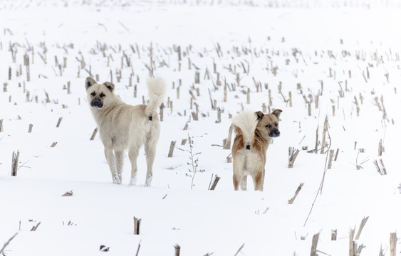 雪地狗