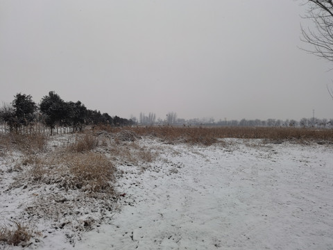 田野的雪景