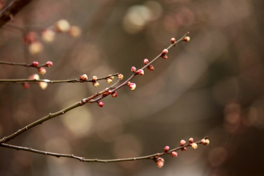 梅花