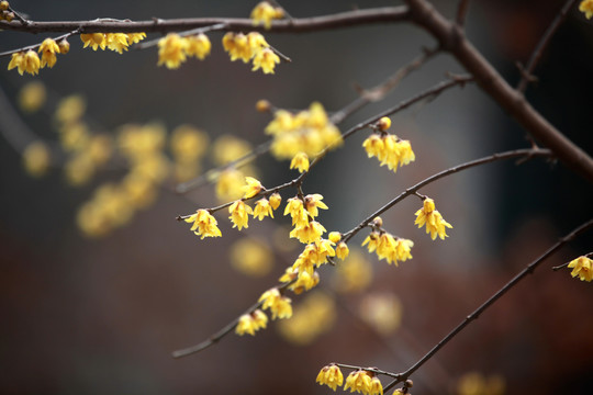 腊梅花