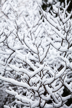 雪压树枝