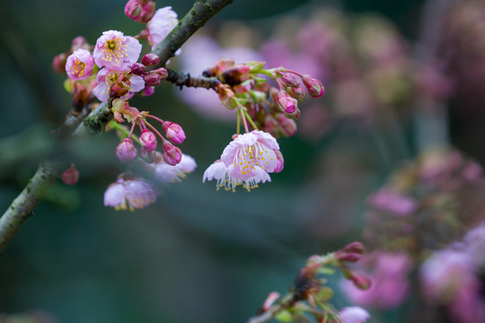 樱花