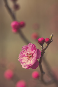 红梅花开