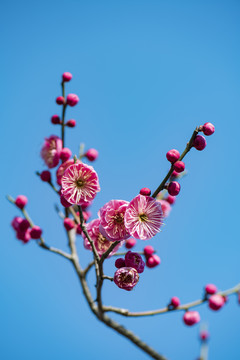 红梅花