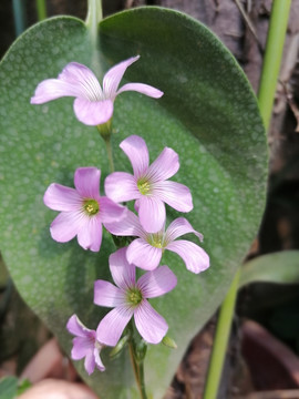 粉色的花朵