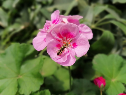 花朵上的蜜蜂