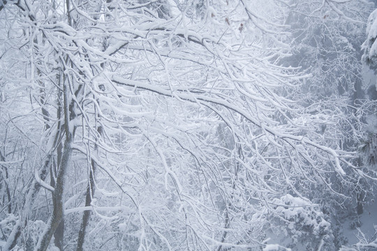 庐山雪景