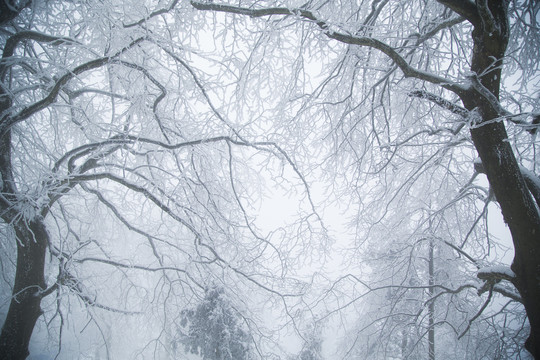 庐山雪景