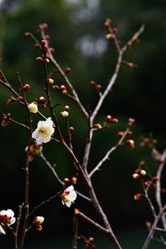 白梅花