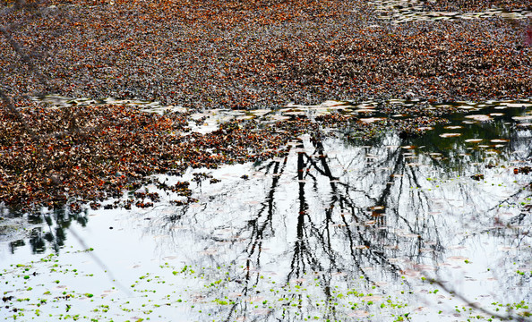 杭州西溪湿地一角水中倒影