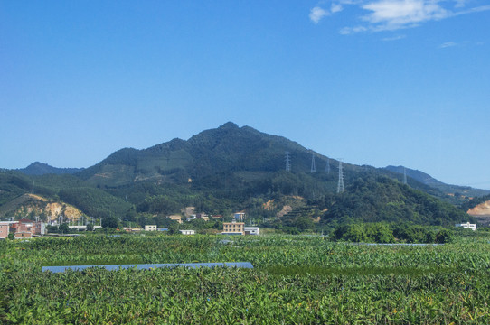 漳州香蕉园风光