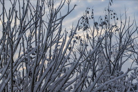 雪松