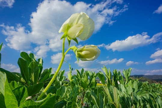 花枝俏