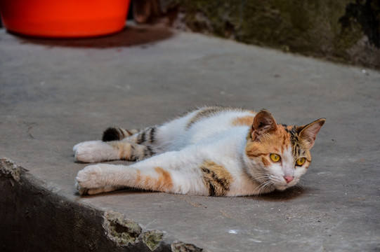 慵懒的猫躺在地上