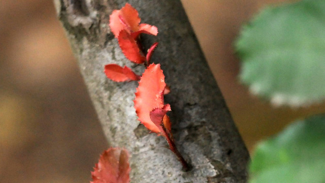 石楠