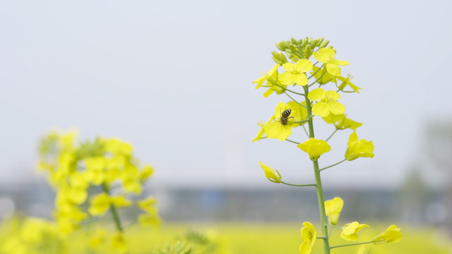 油菜花和小蜜蜂