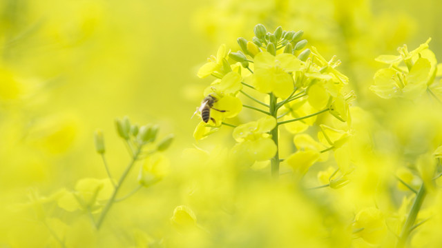 油菜花和小蜜蜂