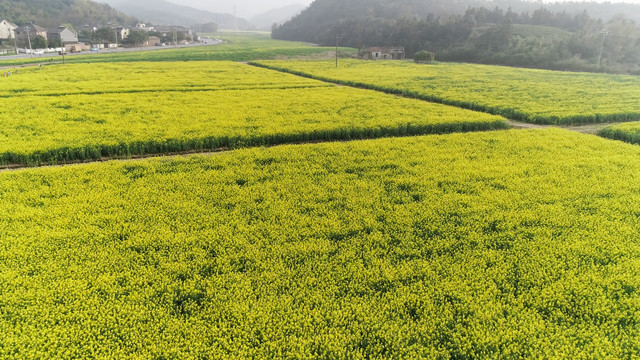 油菜花田