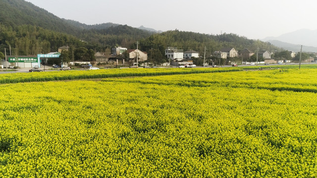 油菜花田