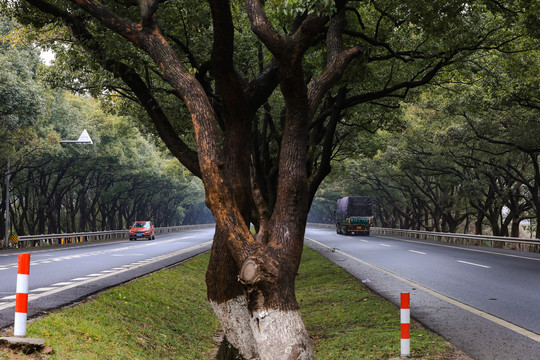 香樟大道