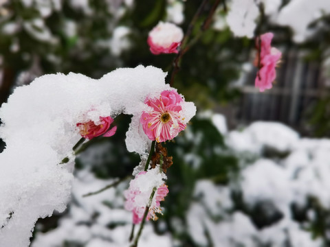 雪中的腊梅