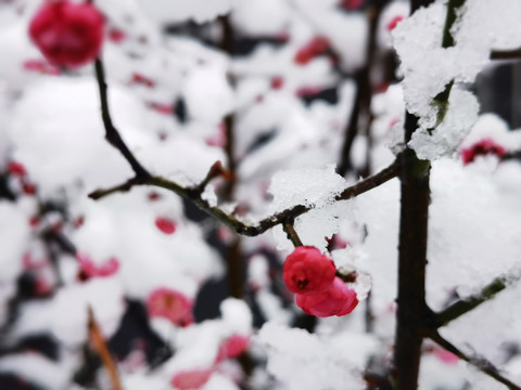 雪中腊梅